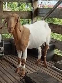 Kambing Betina