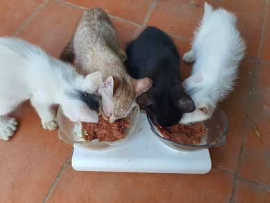 untuk menjaga kucing