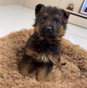 German Shepherd