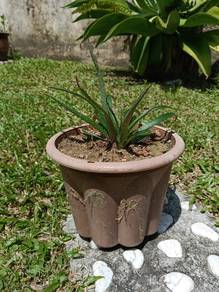 Pokok Nenas Hiasan