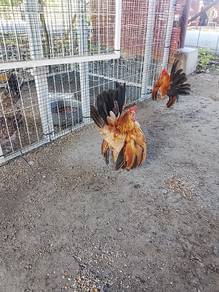 ayam serama 