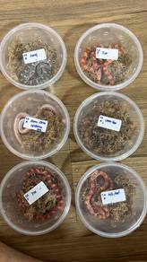 ular corn snake king harga madani
