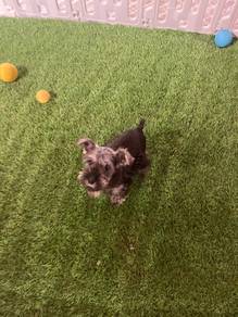 Schnauzer Puppy for sale
