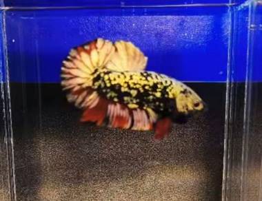 Betta Avatar ( Ikan Laga)