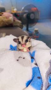 Sugar Glider
