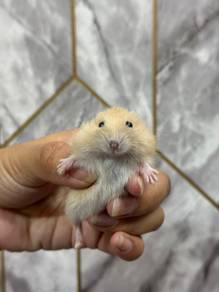 Pudding Hamsater