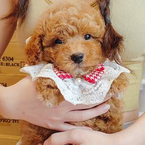 Poodle