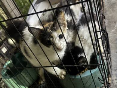 anak kucing
