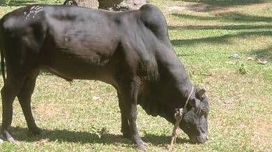 Lembu