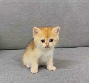 British golden kitten