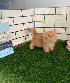 Longhair Munchkin kitten