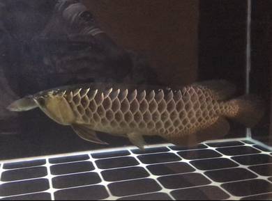 arowana mgbb