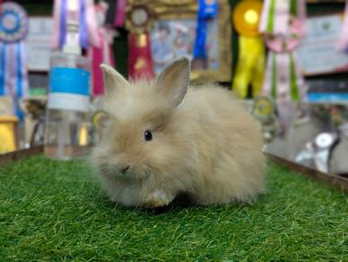 Arnab Mix Teddy Bear Rabbit 02