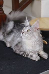 Mainecoon