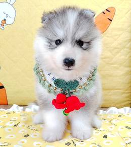 Husky