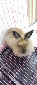 Lion Head Rabbit