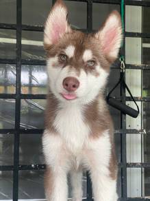 Husky Puppies available