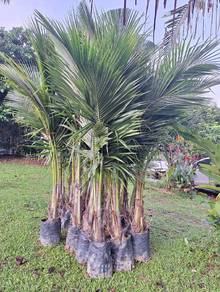 Benih Kelapa Pandan Besar 5-6 Kaki (Dalam Polibeg)