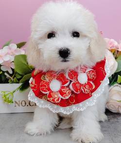 Maltipoo