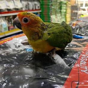 sun conure jinak
