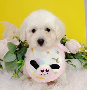 Poodle