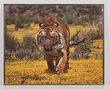Framed Art Print - Tiger in Blooming Field