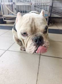 Bull dog 