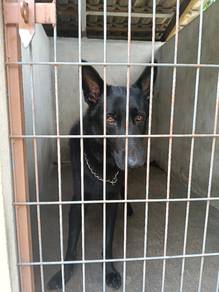 Black German Shepherd Stud Service 