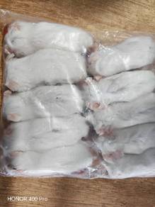 Frozen Mice