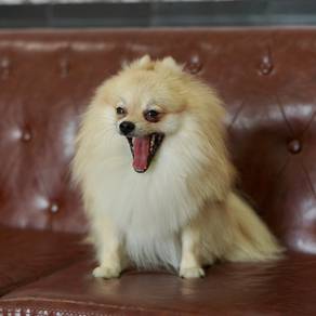 pomeranian