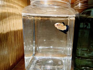 Betta fish