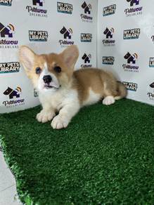Pembroke Welsh corgi girl