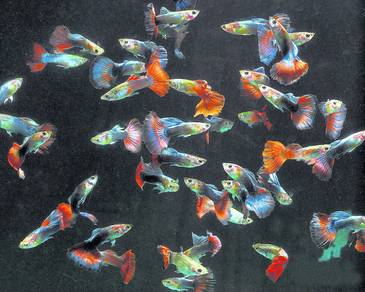Guppy Fish / 孔雀鱼 / Ikan Guppy For Sale 