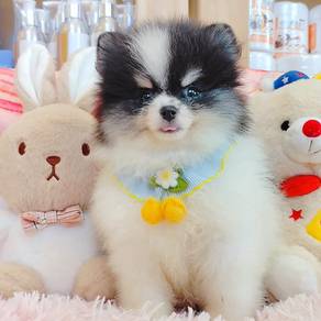 Pomeranian