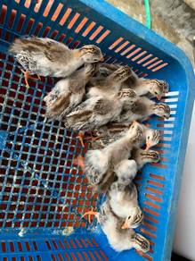 Anak ayam mutiara