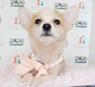Welsh Corgi