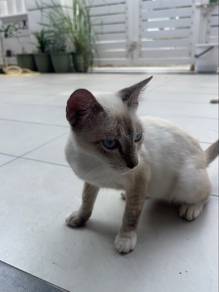 kucing untuk tuan baru