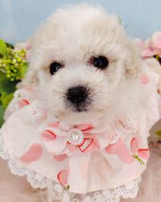 Maltipoo