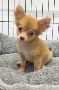 Chihuahua female