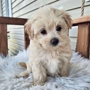 K3334 Boopable Poochon Fluffy Soft Fur Companion D
