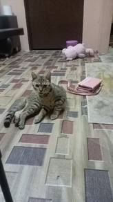 Bengal 