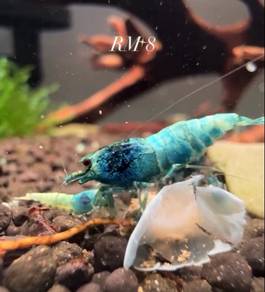 Blue Bolt Shrimp