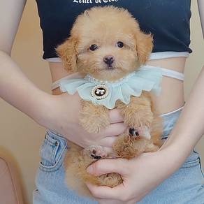 Toy Poodle