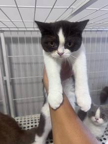 BSH coco