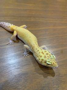 gecko