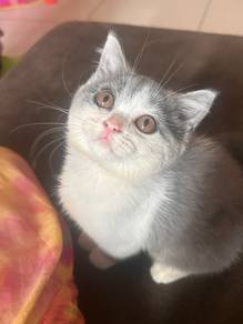 Pure BSH Kitten