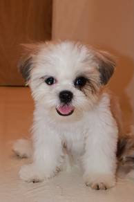 J0695 Shih Tzu Cute Fluffy Little Puppy