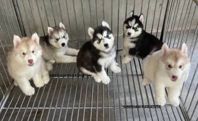SIBERIAN HUSKY PUPPIES NA24 🌻 Fluffy Fluffy
