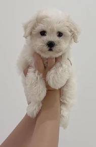 J0247 Maltese Silky Coat Baby Face Dog
