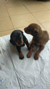 doberman puppies w
